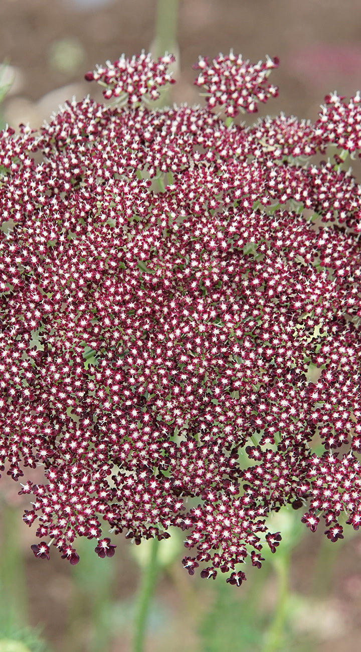 Close-up of purple daucus flower clusters with a blurred green background