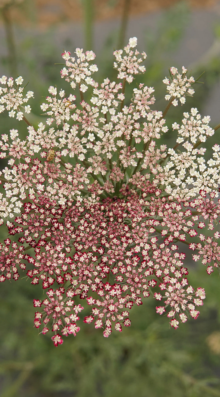 Close-up of small white and pink daucus flowers with a blurred green background