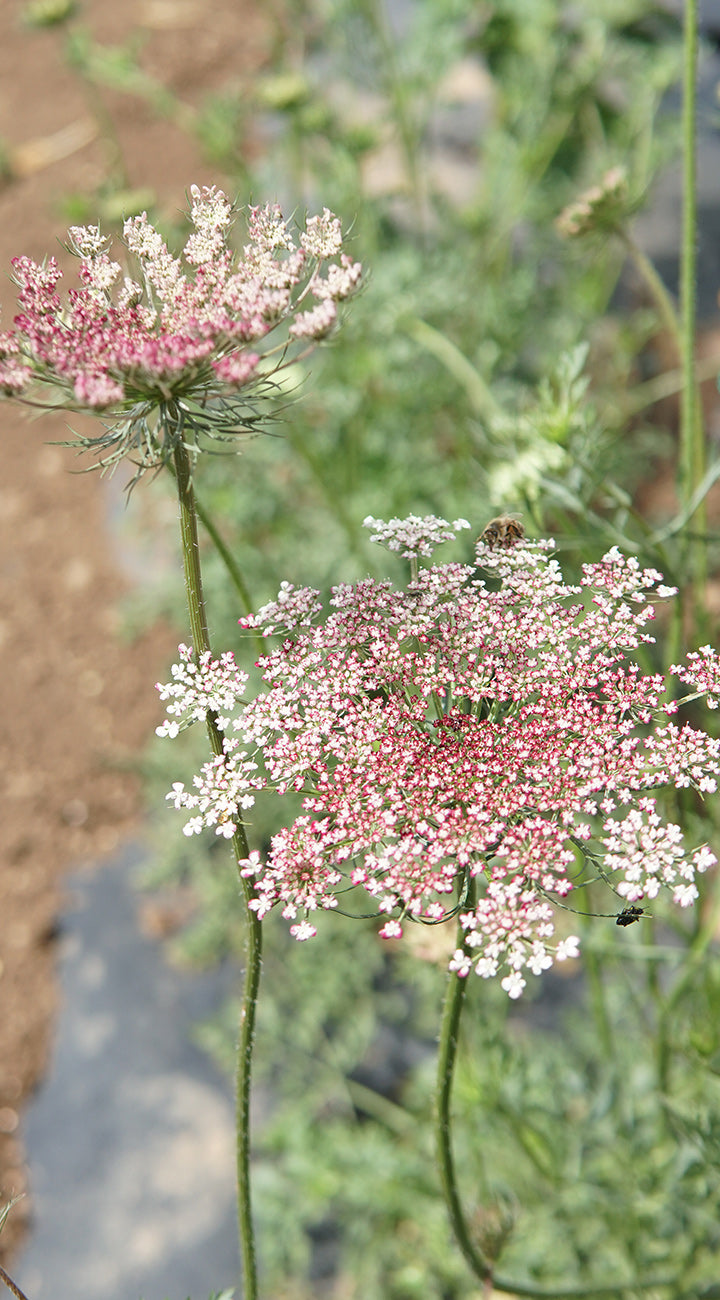 Pink and white daucus flowers with a blurred natural background