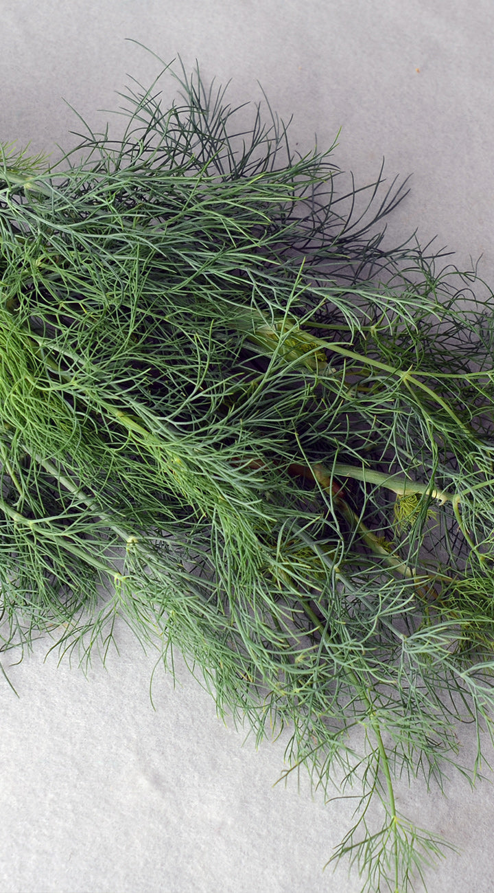 Bunch of fresh dill on a light gray background