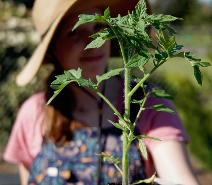 person holding tomato transplant in a garden