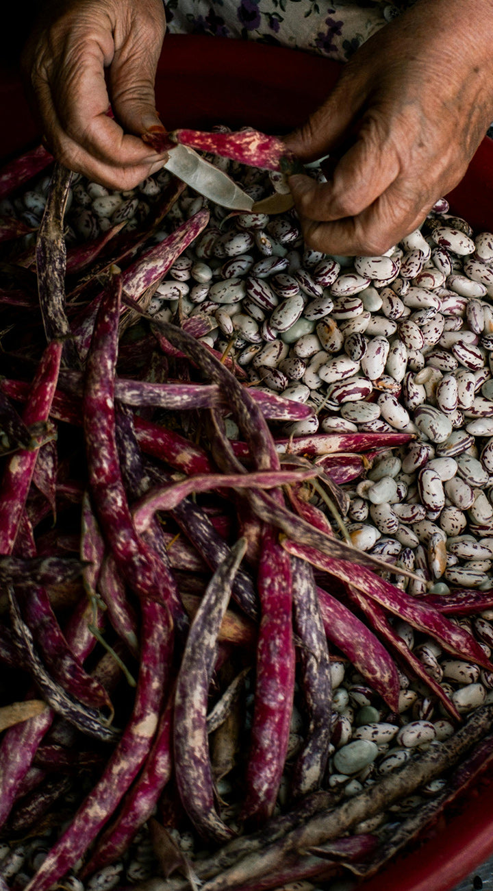 Hands sorting dried red beans and white beans on a red surface