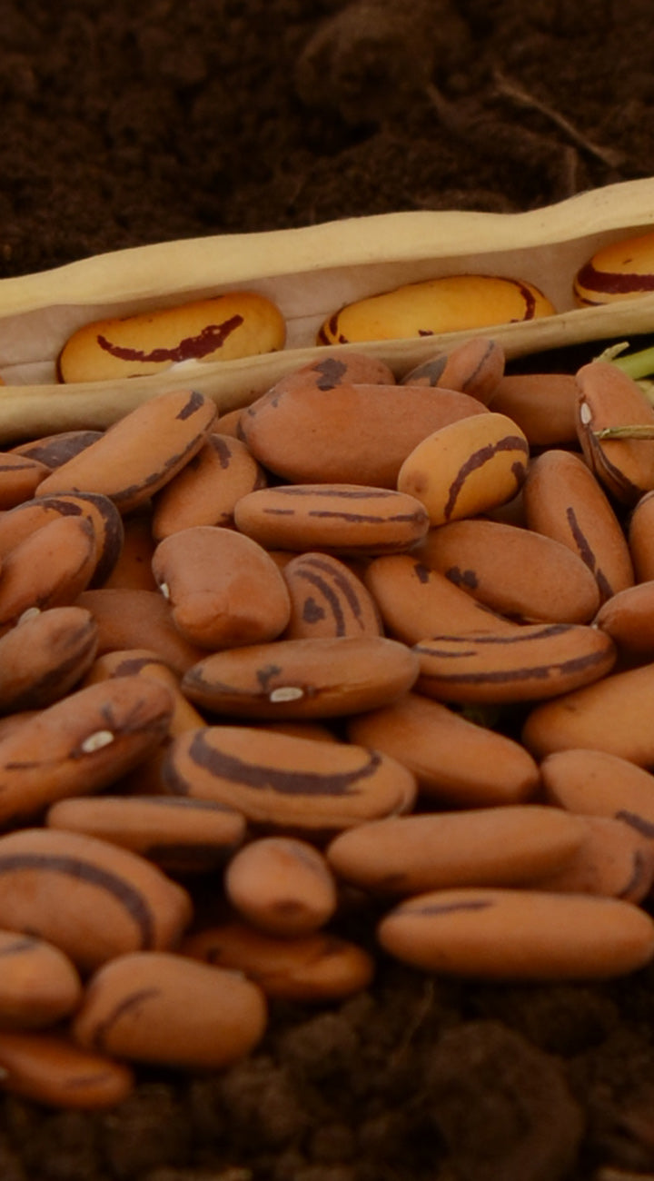 Close-up of Cannellini Lingot dried bean seeds showing tan seeds with dark brown streaks and an open pod in the background