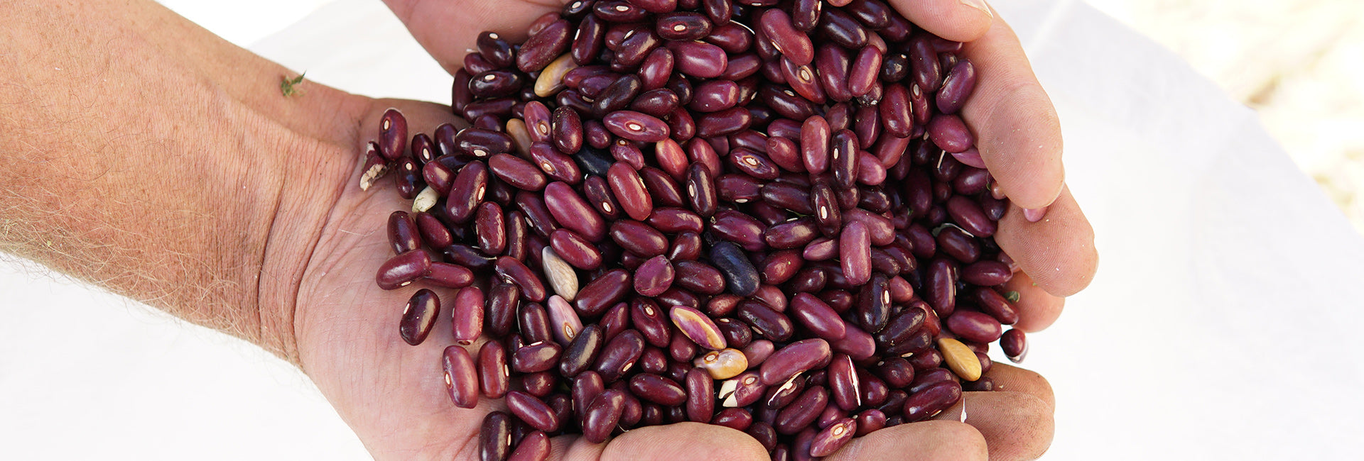 Hand holding a handful of red beans against a white background