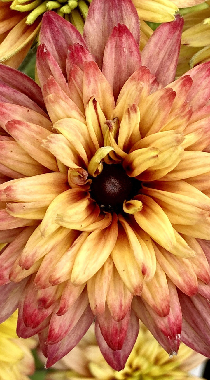 Close-up of a yellow echibeckia flower with red tips