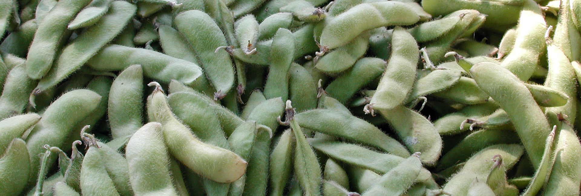 Close-up of green soybeans
