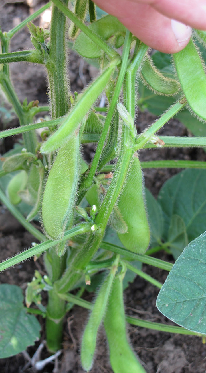 Hand holding a cluster of green soybeans on a plant