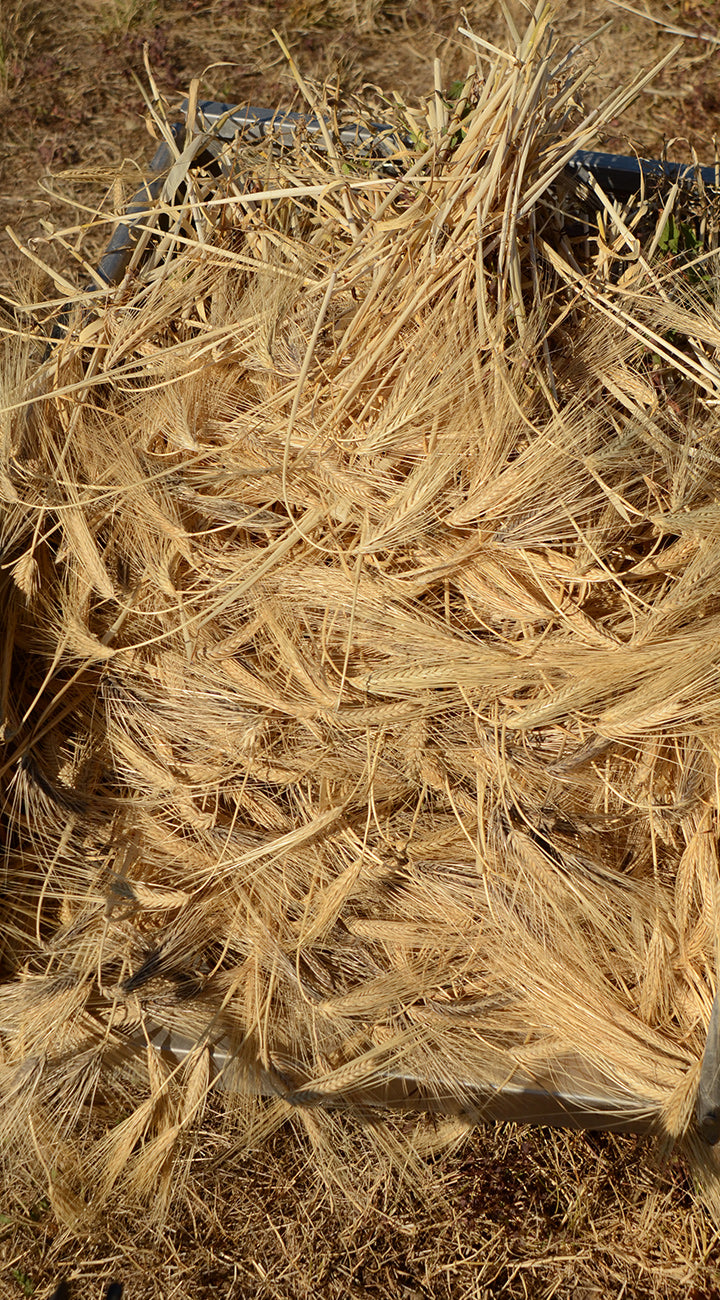 Top-down view of winter wheat seed heads showing golden dried grain and straw in a harvest crate