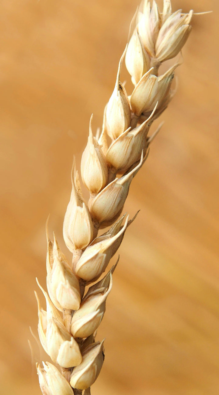 Close-up of a wheat ear with a blurred golden background