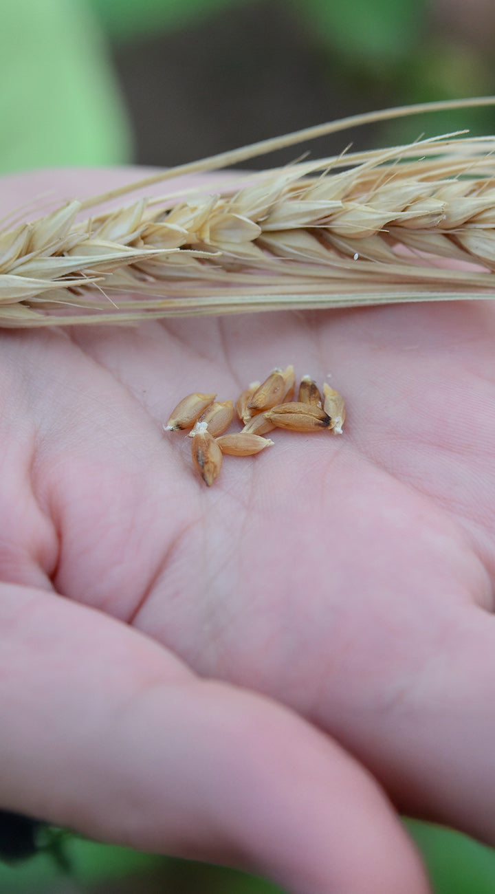 Close-up of hand holding Yamhill Soft White Winter Wheat ear and seeds showing grain texture against blurred background