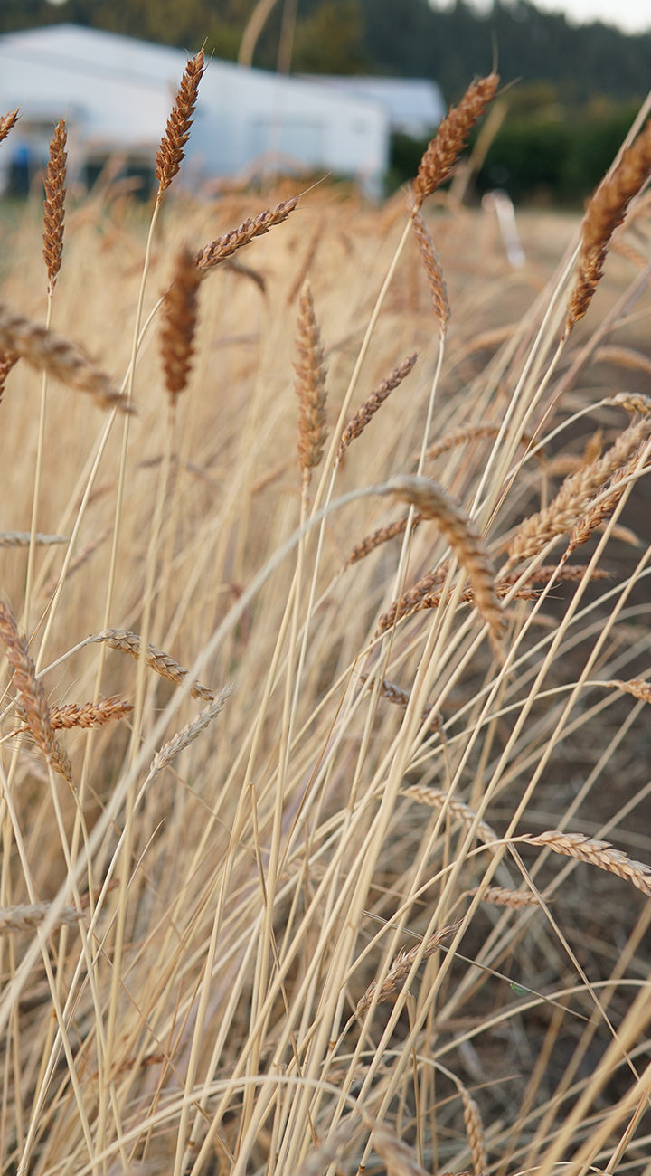 Close-up of dry wheat with a blurred background