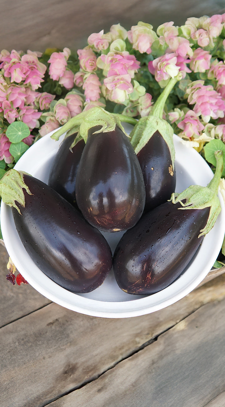 Overhead view of five Listada de Gandia eggplants with glossy dark purple skin in a white bowl with pink flowers
