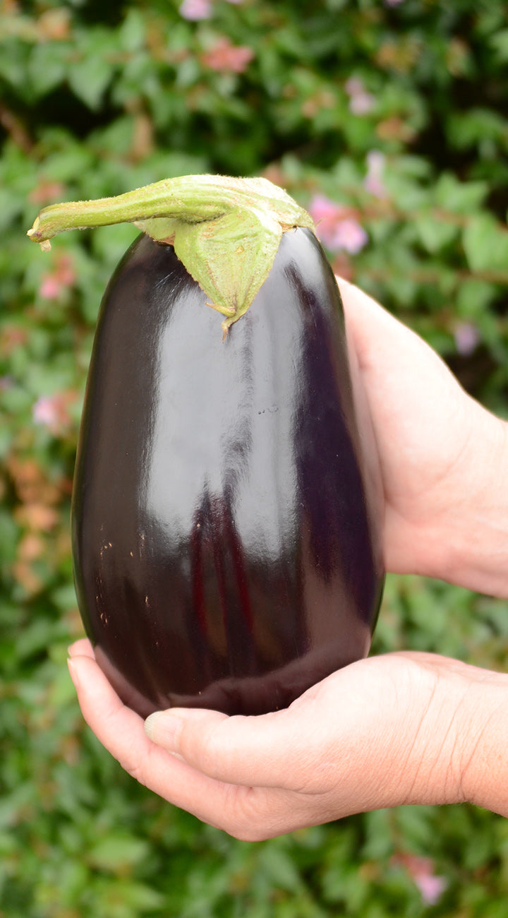 Person holding a large eggplant with a blurred green background