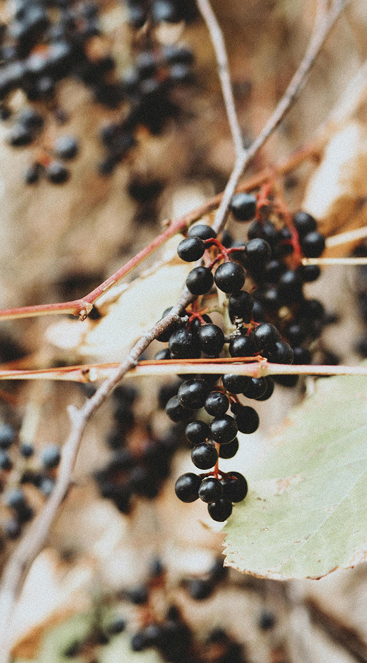 Close-up of black elderberries on a branch with a blurred natural background