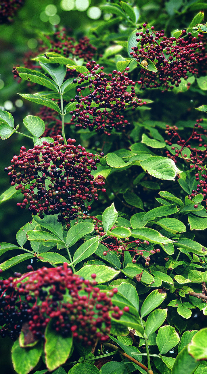Close-up of a bush with green leaves and red elderberries