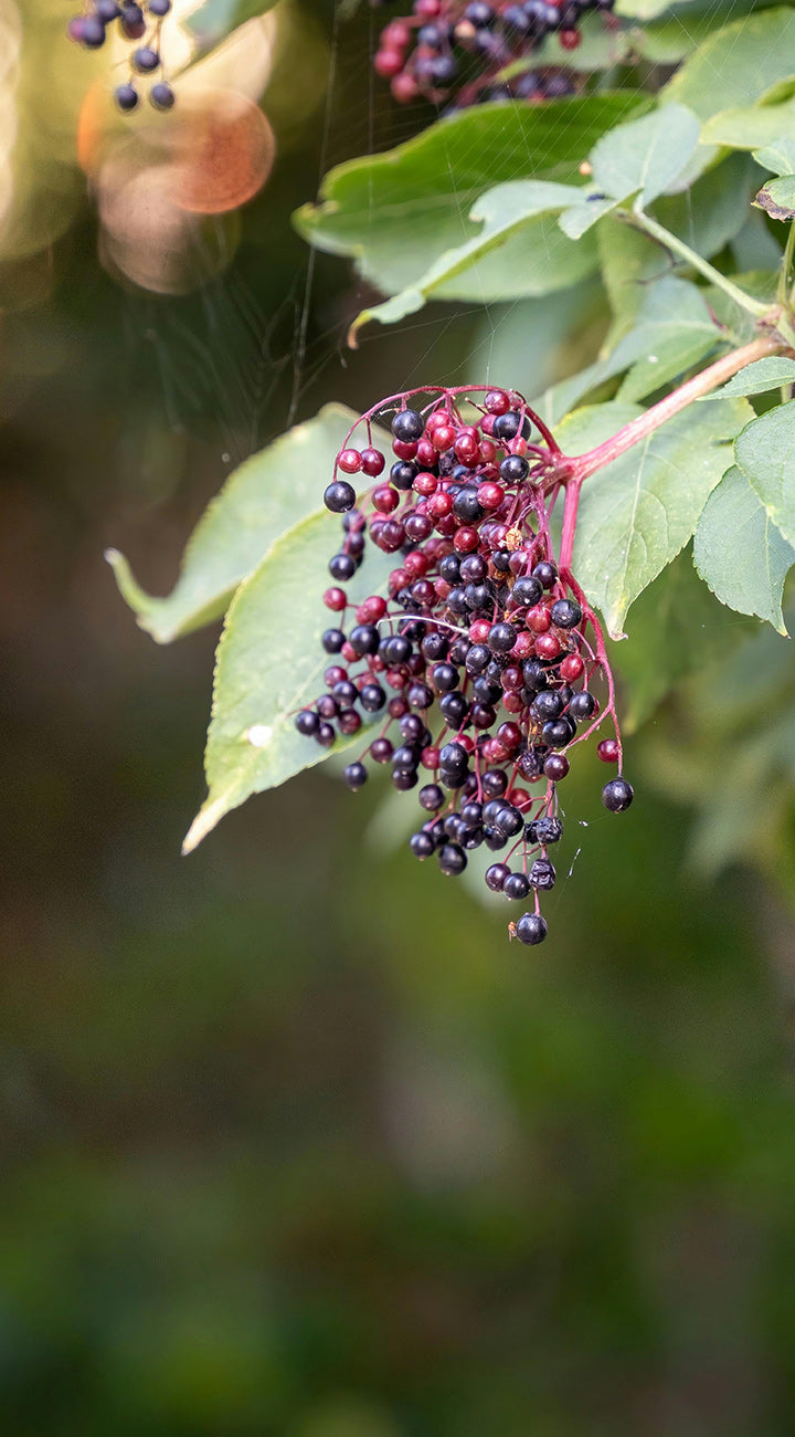 Cluster of dark elderberries on a branch with green leaves