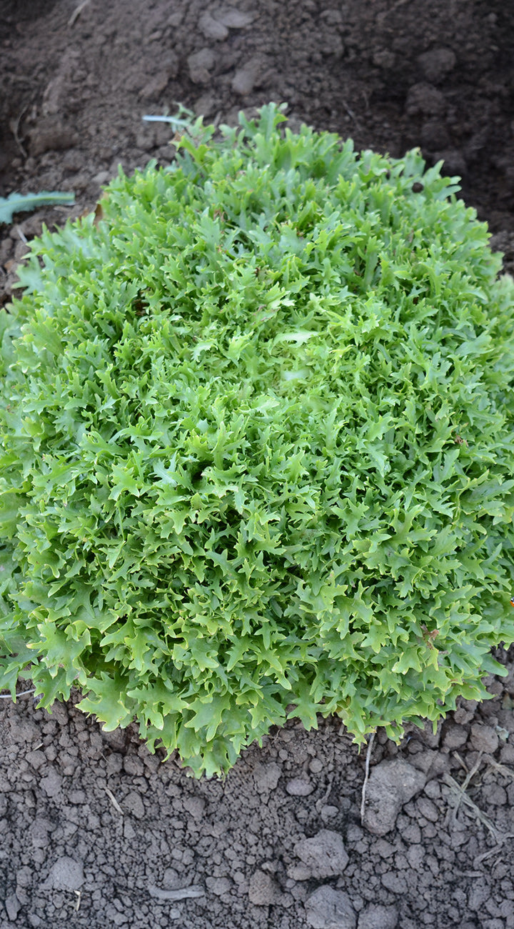 Green leafy endive plant growing in soil