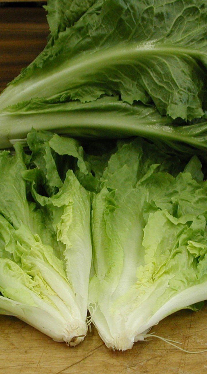 Close-up of fresh green endive leaves on a wooden surface