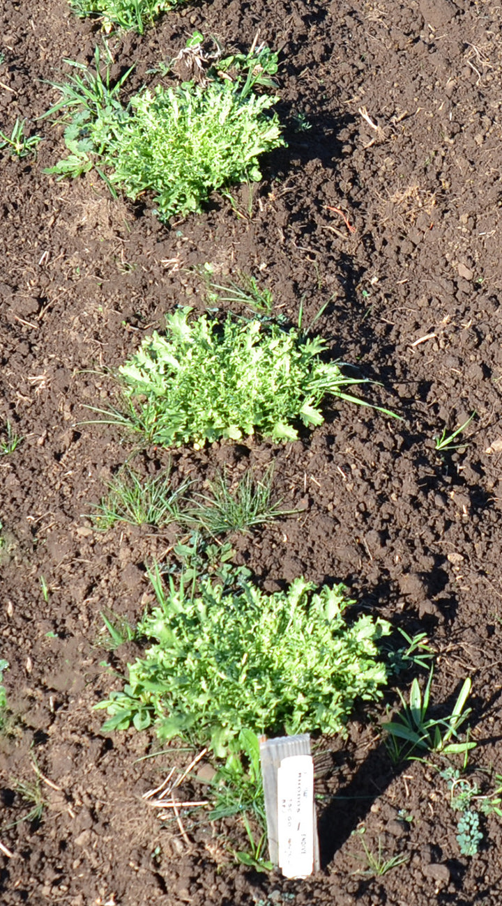 Young endive plants growing in soil with a white label
