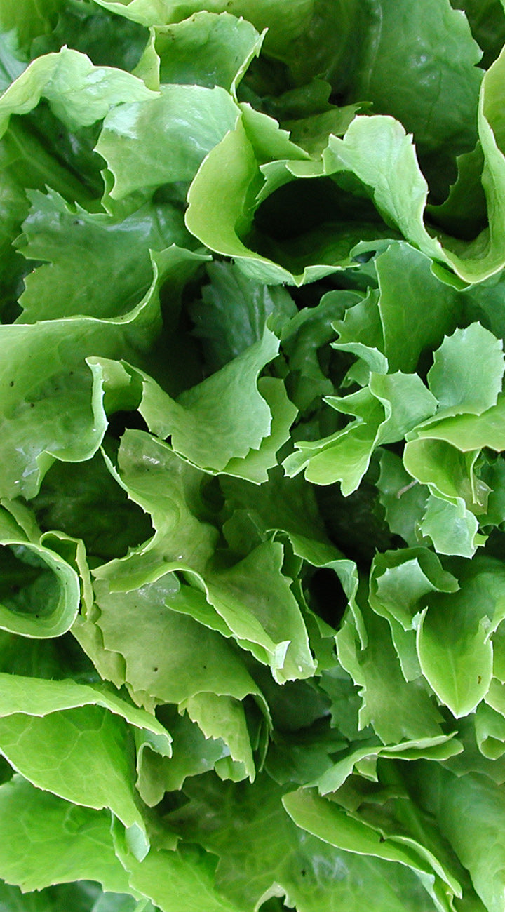 Close-up of fresh green endive leaves