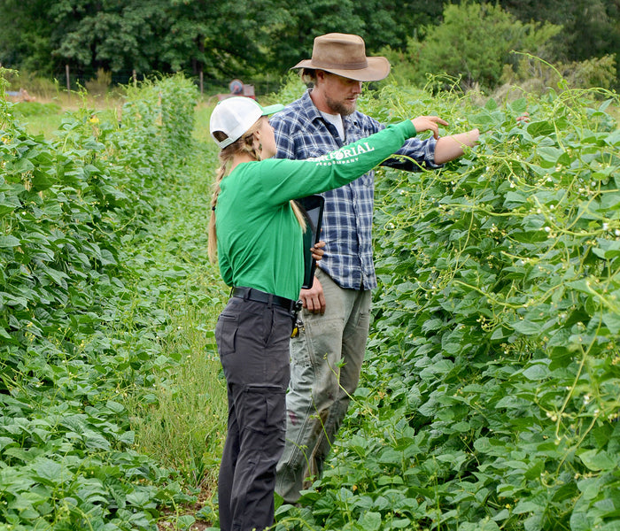 Two people in a field, one wearing a green shirt and white cap, the other in a plaid shirt and hat, examining bean plants.
