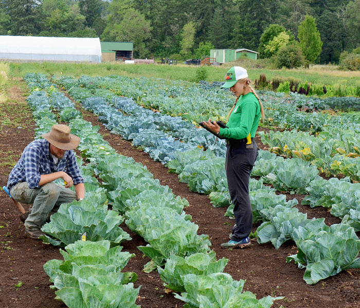 Two people in a field examining cabbage plants with one kneeling over the plants and one holding a tablet.