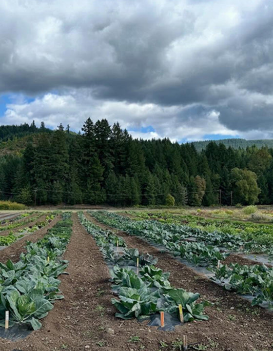 Vegetable farm with rows of plants under a cloudy sky
