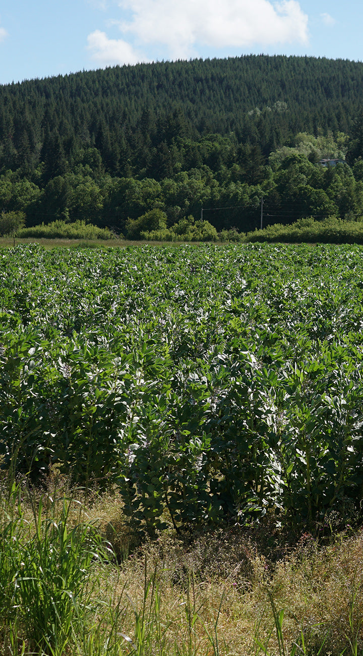 Field of green fava bean plants with a forested hill in the background