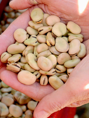 Hand holding a handful of lima beans with a blurred background