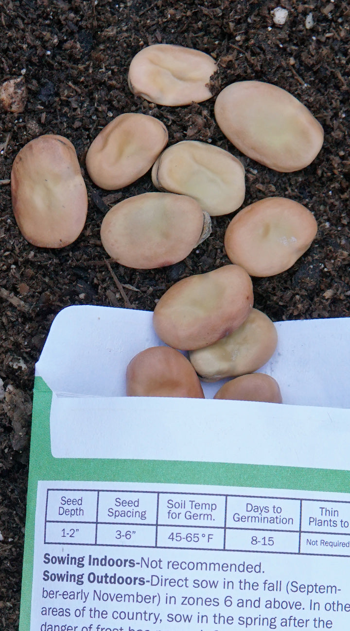 Seed packets with fava beans on a dark soil background