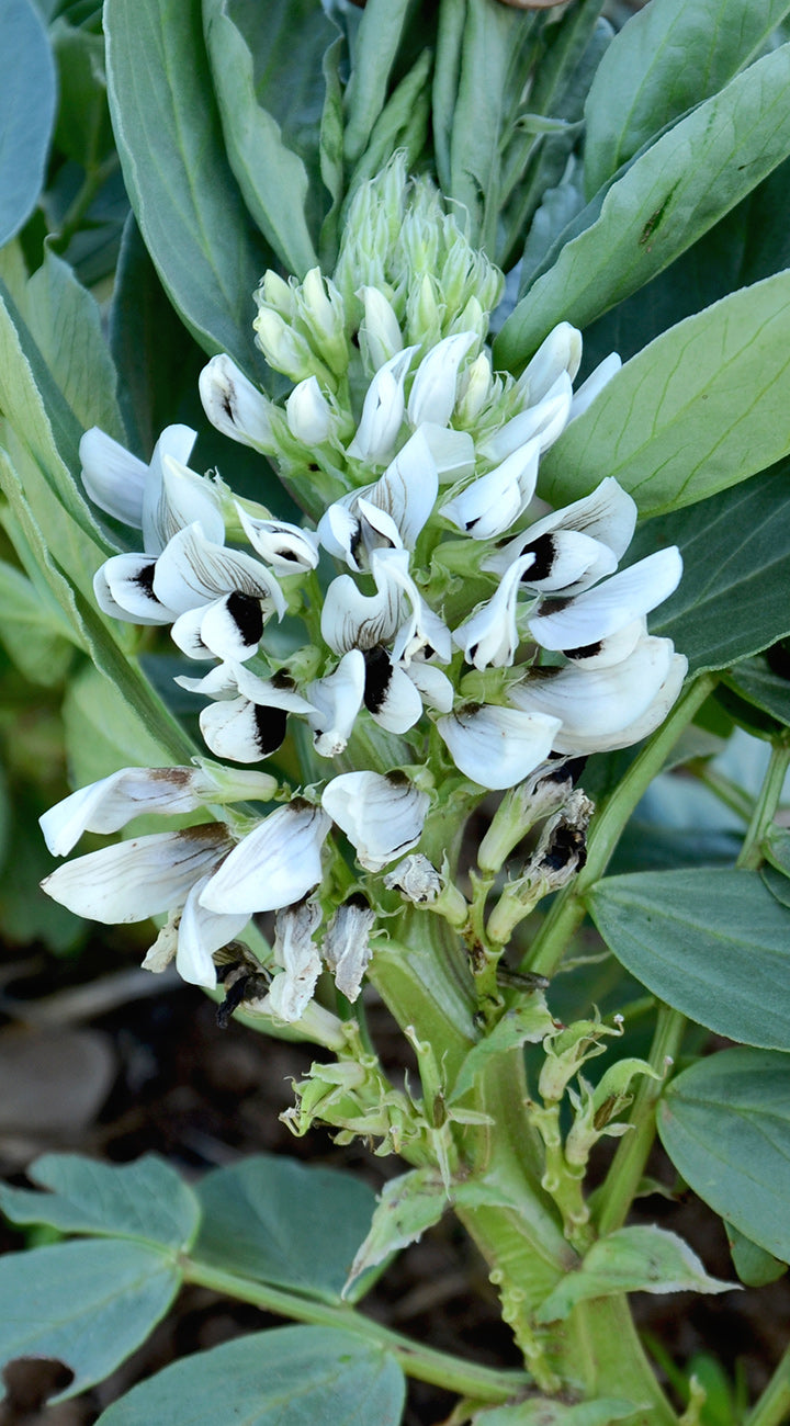 White fava bean flowers with green leaves on a plant