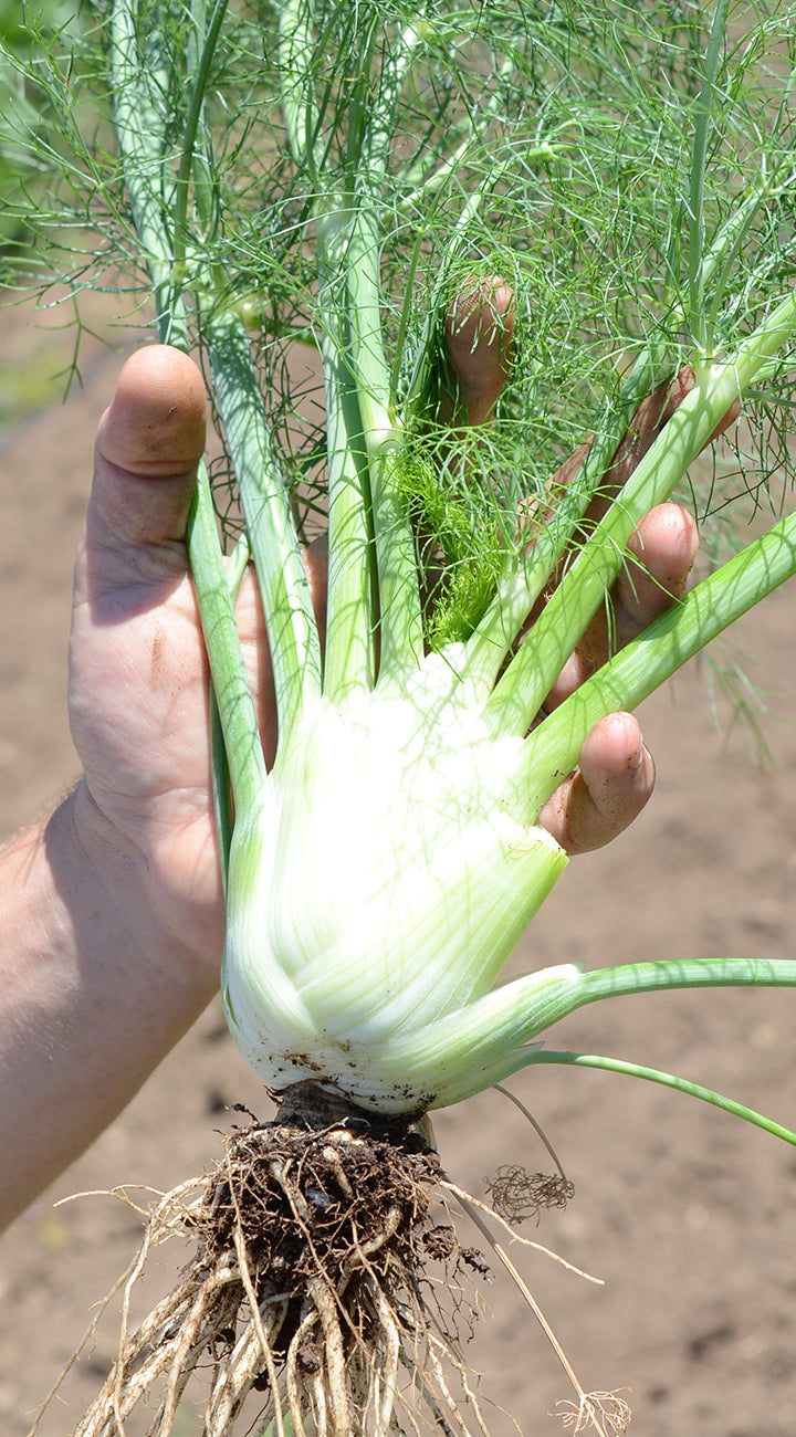 Hand holding a fresh fennel bulb with roots visible