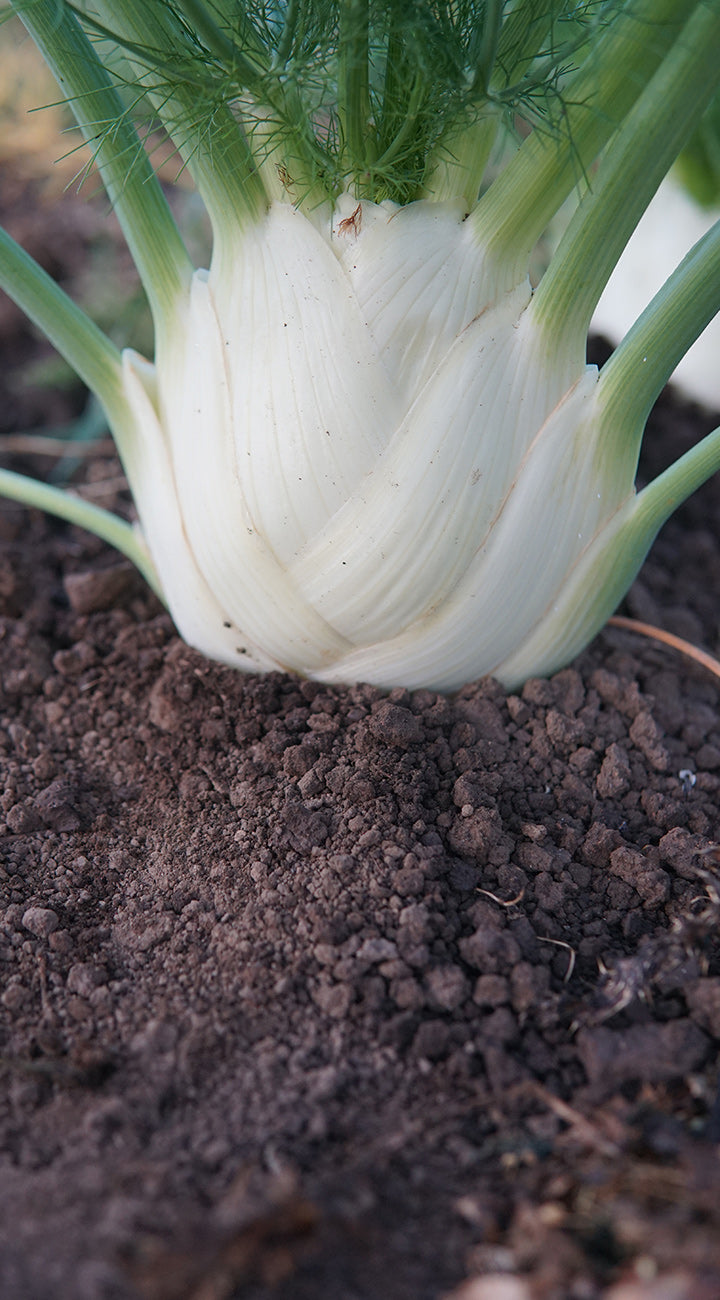 Fennel bulb growing in soil