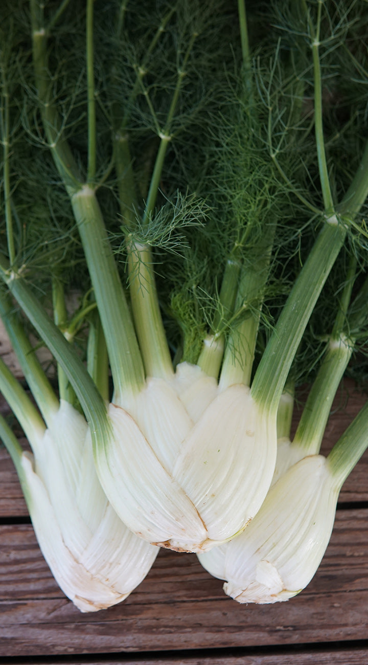 Three fennel bulbs on a wooden surface with green fronds.