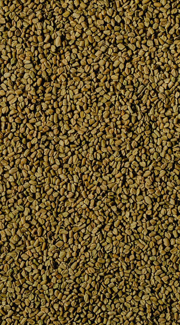 Close-up of fenugreek seeds freshly harvested