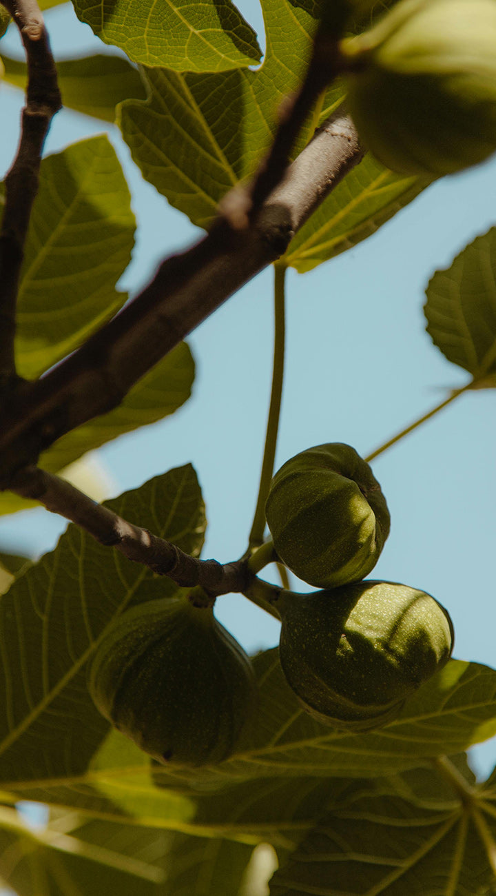 Close-up of Olympian fig branch showcasing clusters of unripe green figs and sunlit leaves against a blue sky