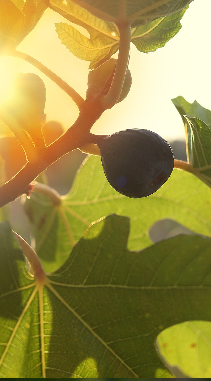 Fig hanging from a tree branch with sunlight filtering through leaves
