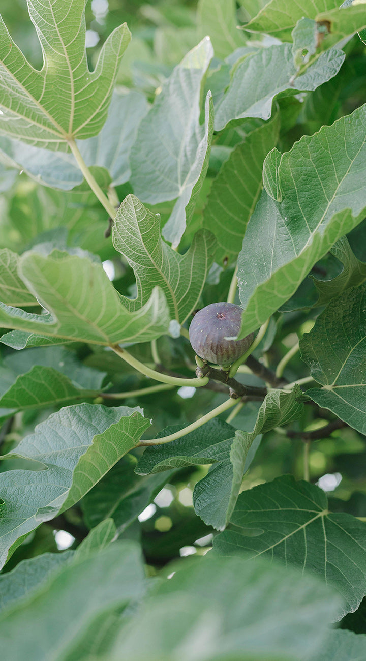 Close-up of Olympian fig plant showcasing a ripe purple fig among large lobed green leaves