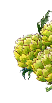 decorative illustration of green artichokes on a white background