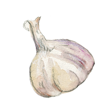 decorative illustration of garlic bulb on a white background