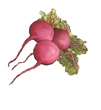 decorative illustration of Three radishes with green leaves on a white background