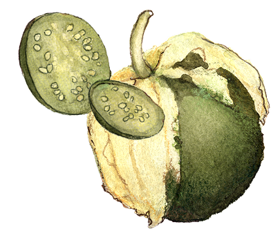 Green tomatillo with papery husk partially peeled, whole fruit and two cross-sections showing seeds