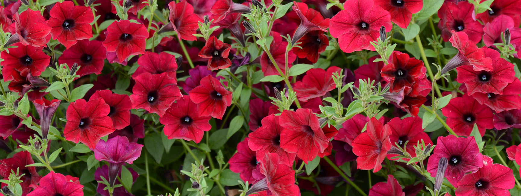 Close-up of red and pink petunia flowers with green leaves