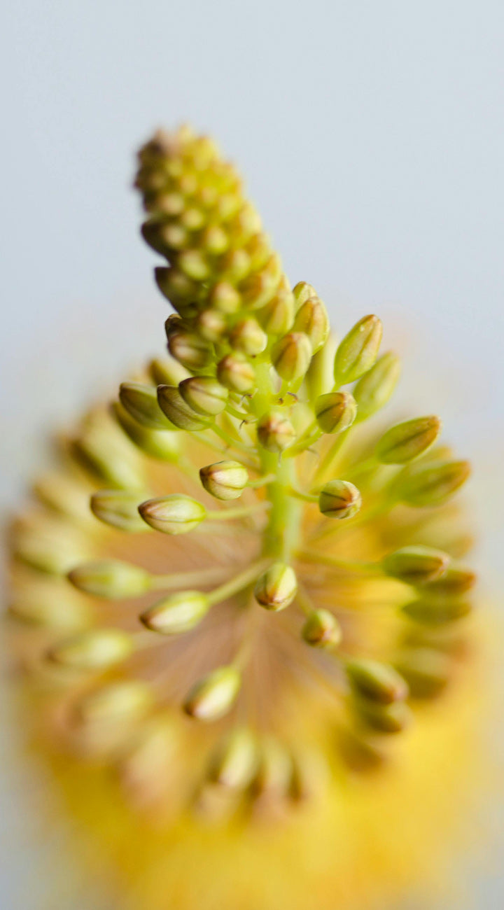 Close-up of a yellow foxtail lily flower with a blurred background