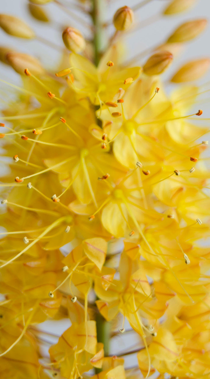 Close-up of bright yellow foxtail lily flowers with a blurred background