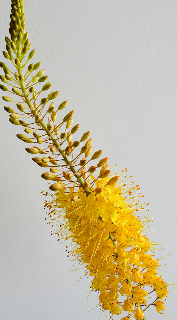 Close-up of a yellow foxtail lily flower with a gray background