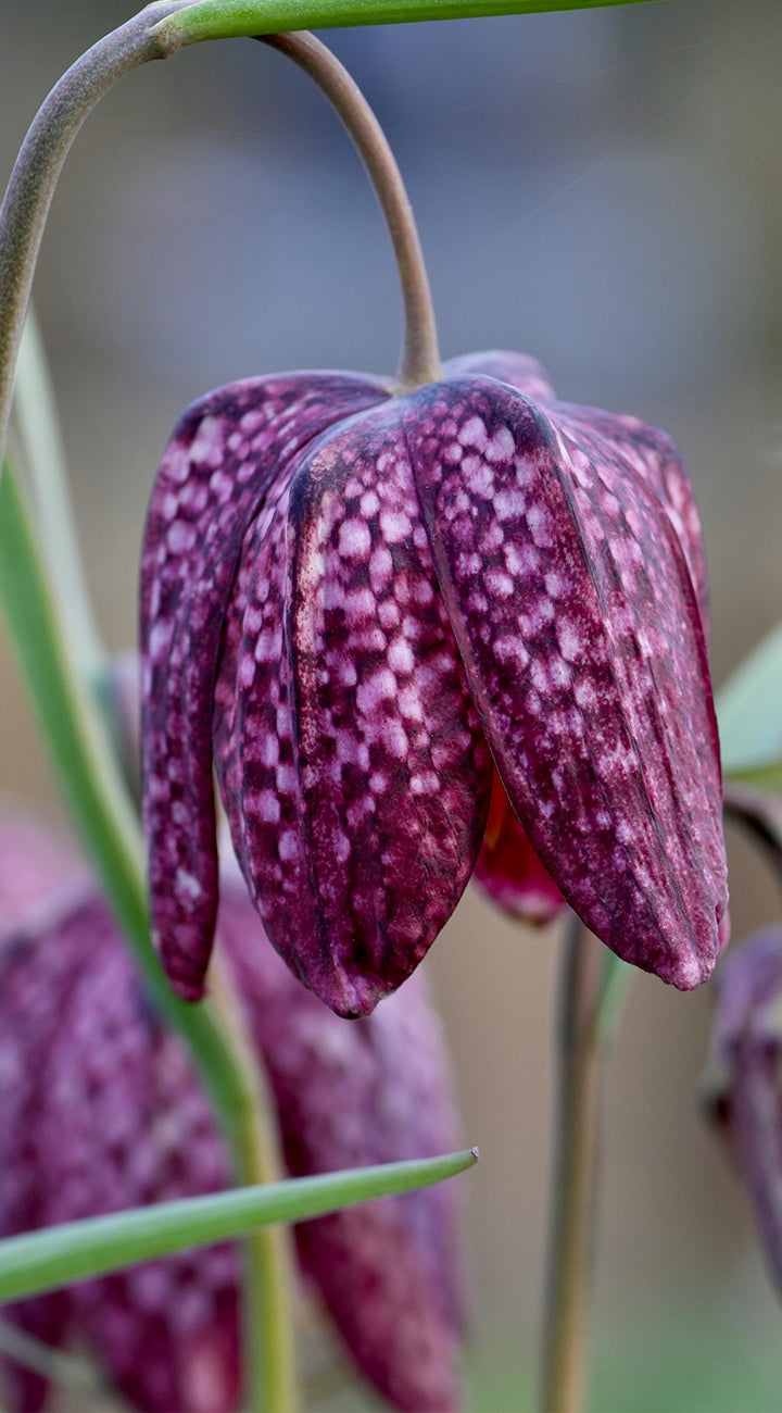 Close-up of a purple fritillari with a blurred background
