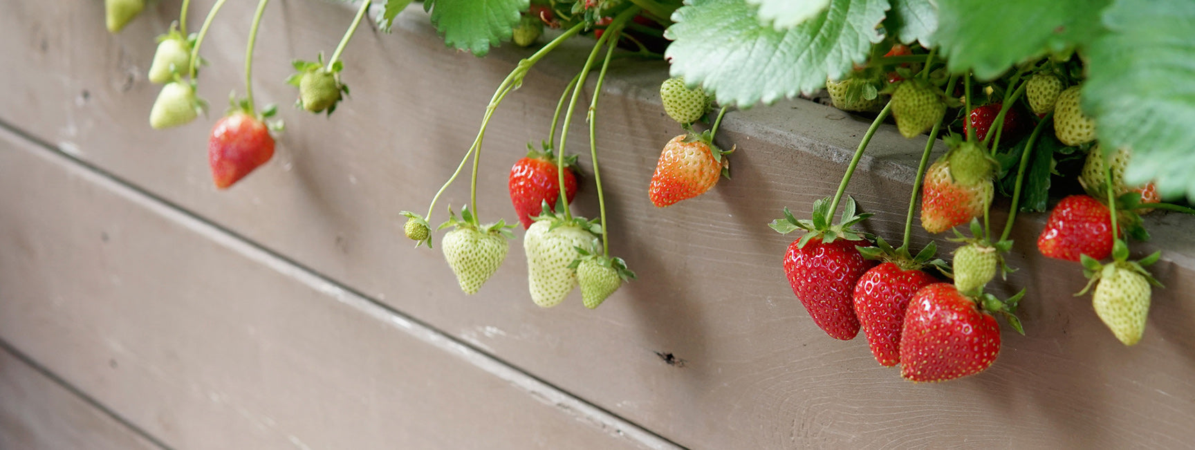 Strawberries growing on a wooden surface