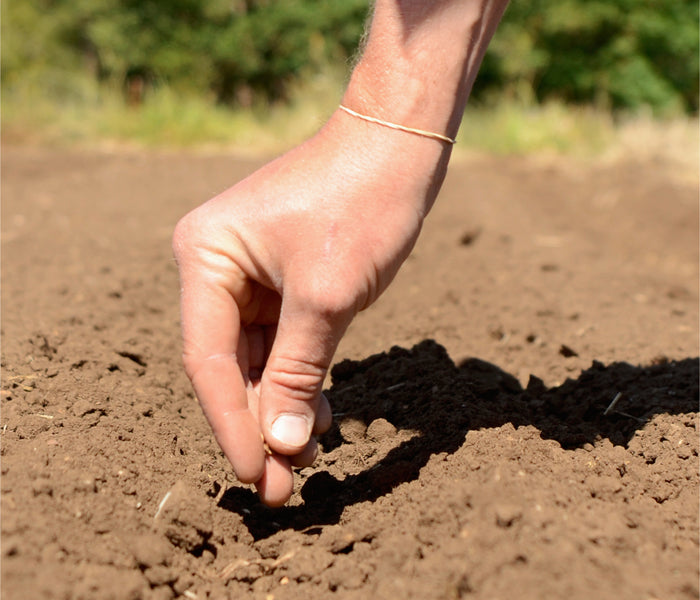 Hand planting a seed in a field