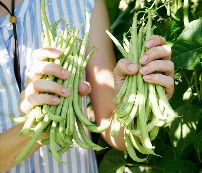 Two hands holding bundles of green beans with a blurred background